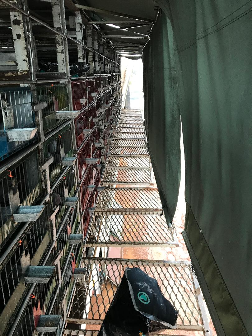 Central Cumberland Racing Pigeon Federation